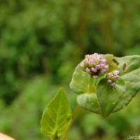 Persicaria nepalensis (Meisn.) H.Gross
